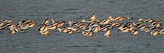 American Avocet